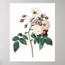 Buscar rosas hermosos posters Flores