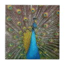 Buscar colores del pavo real azulejos Pájaro