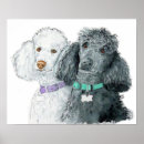 Buscar caniche negro posters Blanco
