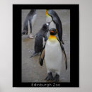 Buscar pingüino de rey posters Vida silvestre