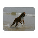 Buscar perro de agua imanes En ejecución