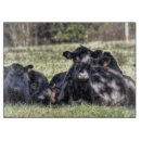 Buscar vacas tablas cortar Naturaleza