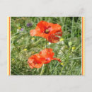 Buscar flores salvajes postales General y unisex