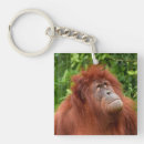 Buscar orangutanes llaveros Vida silvestre