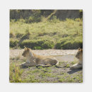 Buscar masai imanes Naturaleza