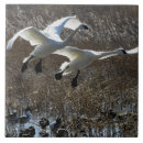 Buscar tundra azulejos Fauna