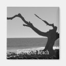 Buscar driftwood imanes Playa