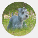 Buscar schnauzer miniatura pegatinas Perrito
