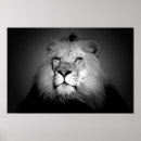 Buscar leones blancos posters Para todos