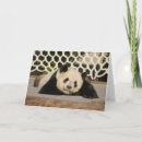 Buscar osos panda tarjetas Niños