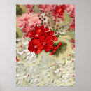 Buscar botánica antigua posters Rosa