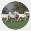 Buscar funcionamiento de los caballos postales Grupo