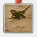 Buscar de la fauna decoracion Cuadrado
