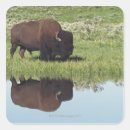 Buscar bisonte pegatinas Fauna