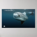 Buscar documental posters Naturaleza
