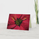 Buscar pointsettia Floral