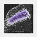 Buscar bacteria imanes Color