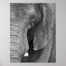 Buscar elefante blanco negro posters Animales