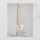 Buscar columna vertebral postales Espalda