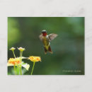Buscar alas fotografía Colibrí