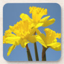 Buscar narciso posavasos Narcisos amarillos