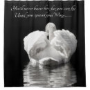 Buscar cisne fotografía Cisnes
