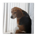 Buscar perro del beagle azulejos General y unisex
