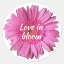 Buscar gerbera pegatinas Bonito