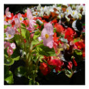 Buscar begonias posters Rosa