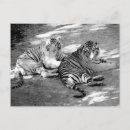 Buscar tigre blanco y negro postales Retrato