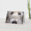 Buscar revestido tarjetas Perro