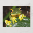 Buscar verde y naranja postales Para ellos