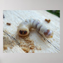 Buscar feo posters Insecto