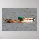 Buscar patos silvestres posters Pájaros