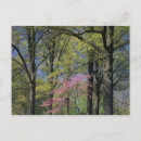 Buscar redbud postales Primavera