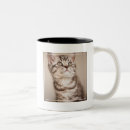 Buscar tabby azul tazas Gato