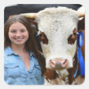 Buscar ganado pegatinas Vaca