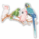 Buscar parakeet pegatinas Loro