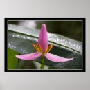 Buscar planta de plátano posters Tropical