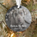Buscar pet fotografía Perros