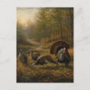 Buscar pavos postales Vida silvestre