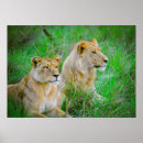 Buscar leones posters General y unisex
