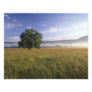 Buscar roble posters Niebla