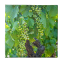 Buscar cierre azulejos Danita delimont