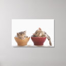 Buscar gato de tabby lienzos Integral