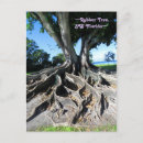 Buscar raíces del árbol postales Tronco