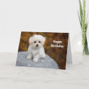 Buscar maltés tarjetas Blanco
