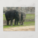 Buscar elephant postales General y unisex