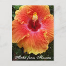 Buscar flor hawaiana postales Hawaiano