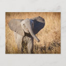Buscar sabana postales Animales
